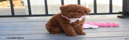 Bichpoo dogs for sale: Daisy - Ad 2