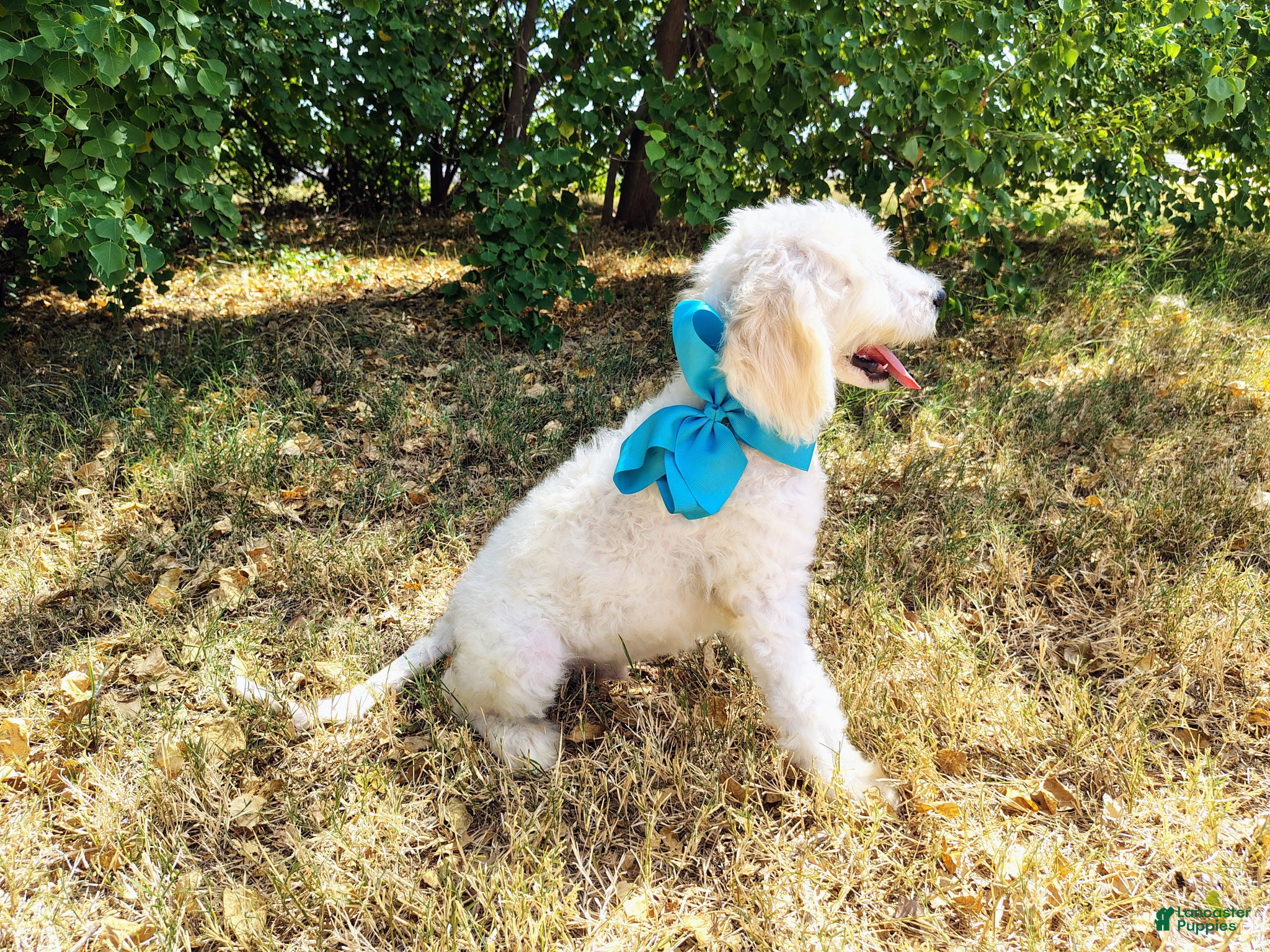 Mini Goldendoodle dogs Male 1 - Ad 2