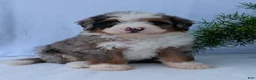 Mini Bernedoodle dogs for sale: Mini Marlo  - Ad 5