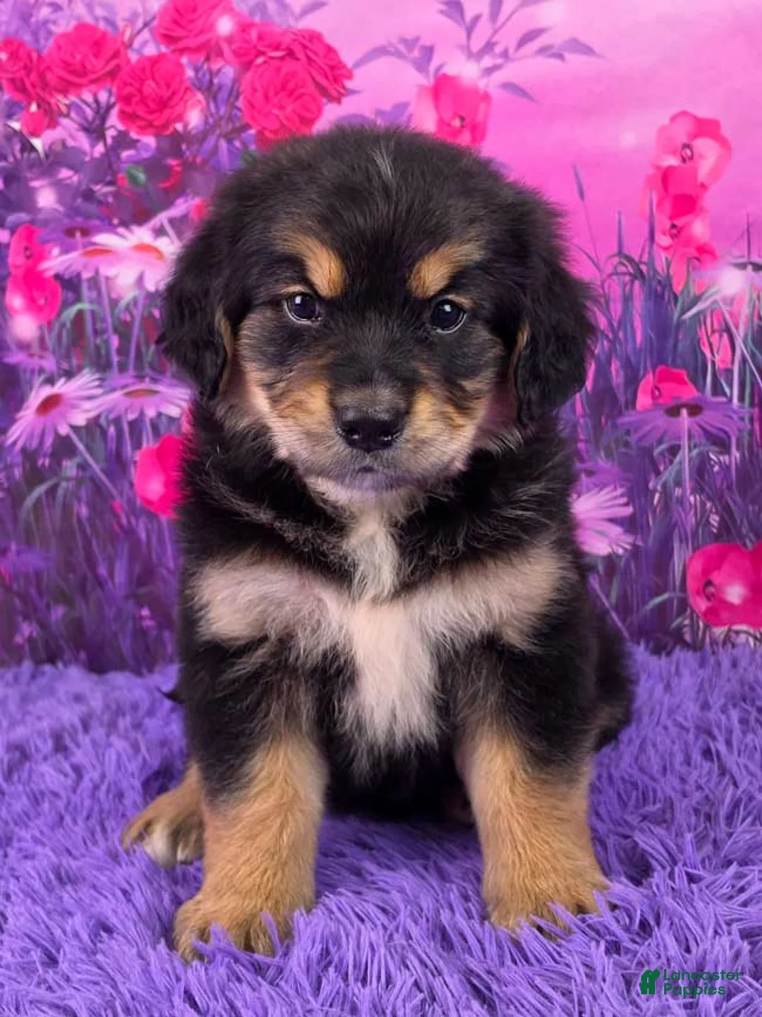 Mixed Breed dogs for sale: Adele - Ad 1