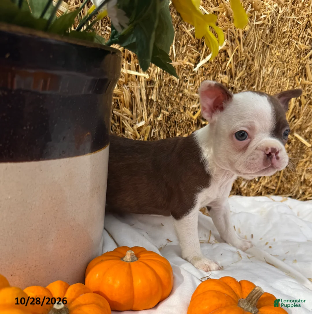 Boston Terrier dogs for sale: Wendell - Ad 3