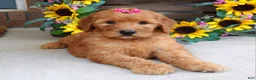 Goldendoodle dogs for sale: Remy - Ad 8