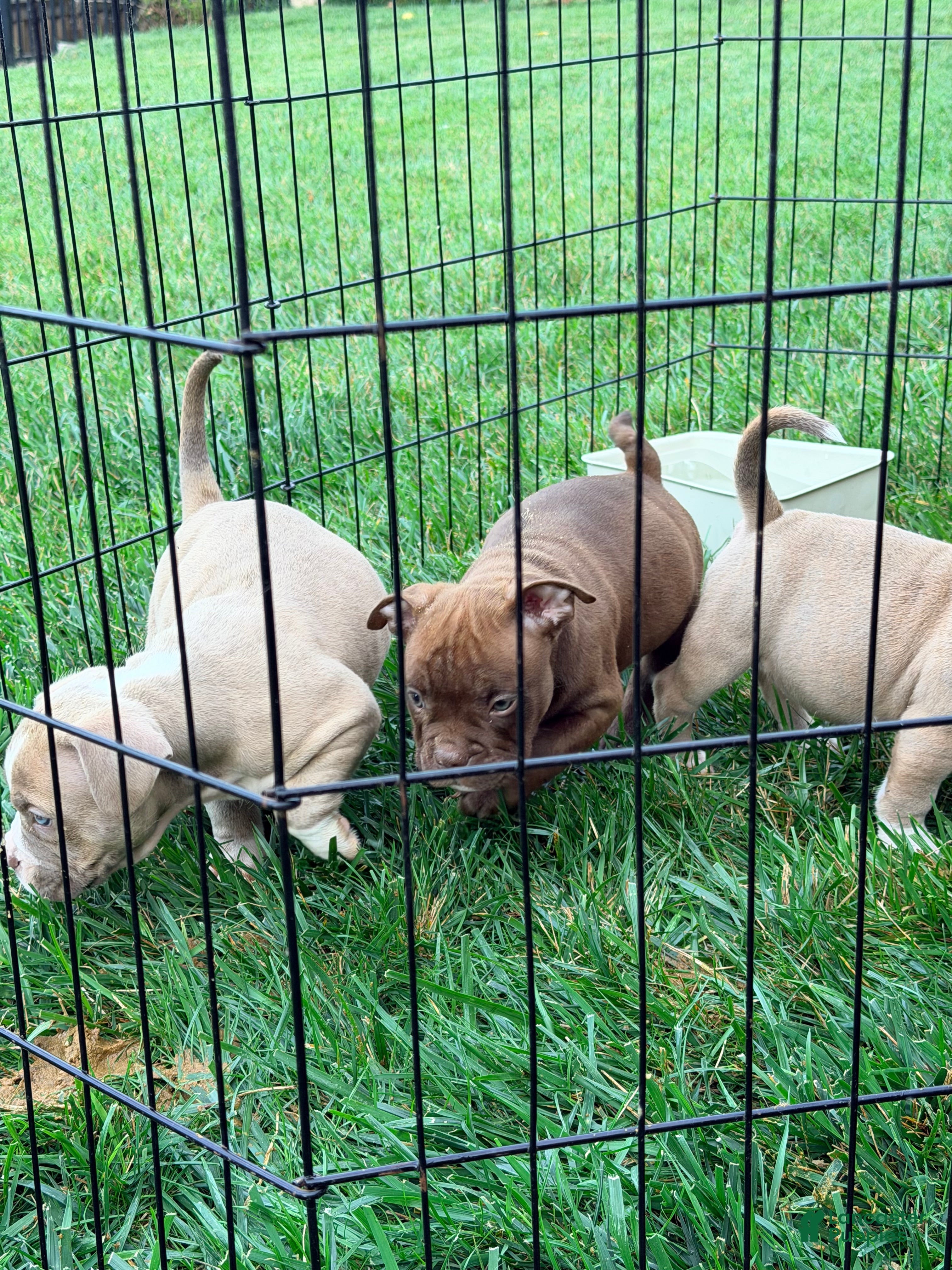 American Bully dogs  Trueno - Ad 26