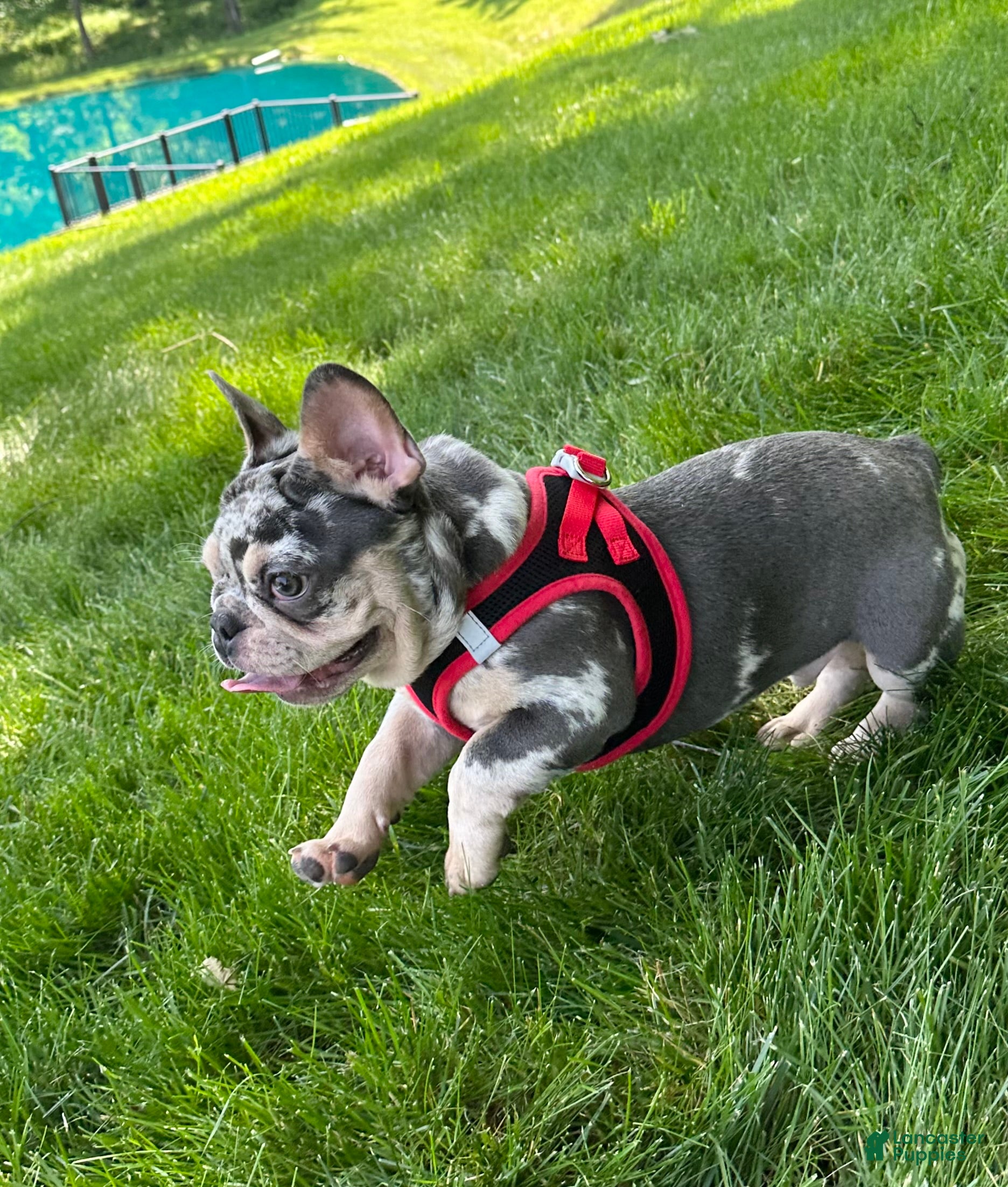 French Bulldog dogs Aspen - Ad 1