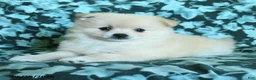 Pomeranian dogs for sale: Pepper - Ad 2
