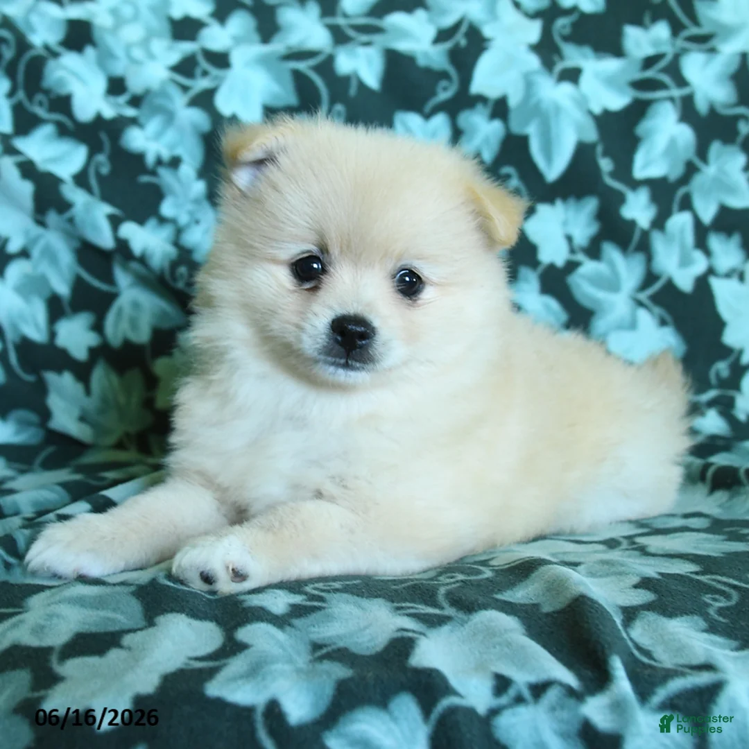 Pomeranian dogs for sale: Pepper - Ad 2