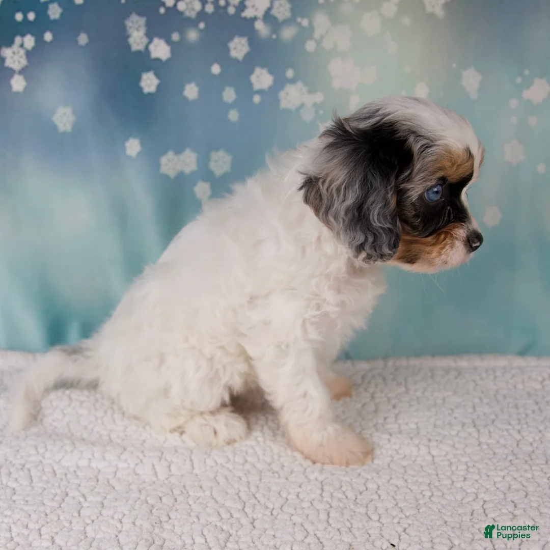 Cavapoo dogs for sale: Mia - Ad 3