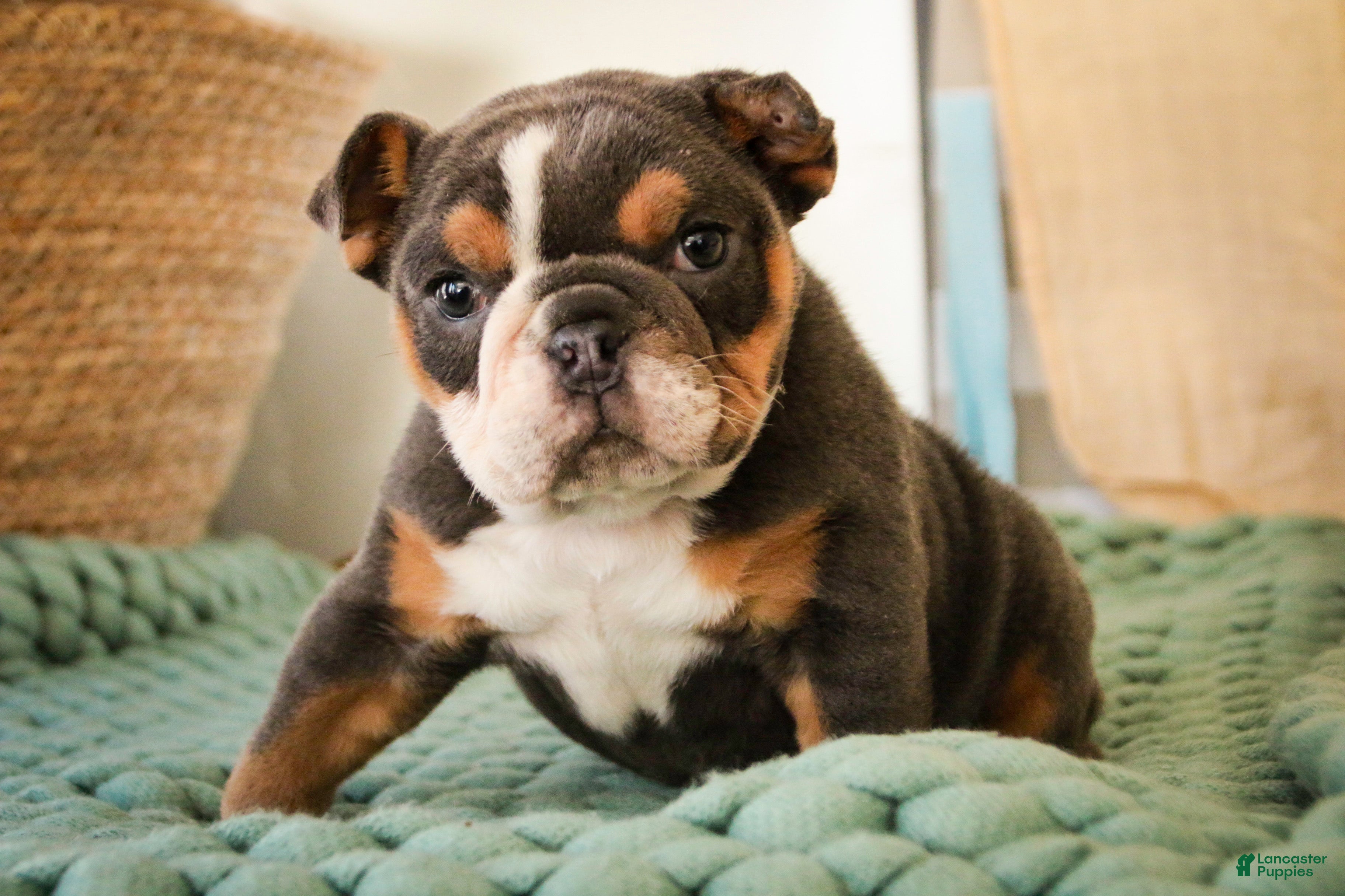 Mixed Breed dogs Darla - Ad 15