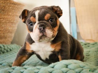 Mixed Breed dogs Darla - Ad 15