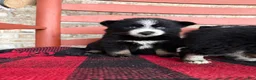 Pomsky dogs for sale: Panda - Ad 2