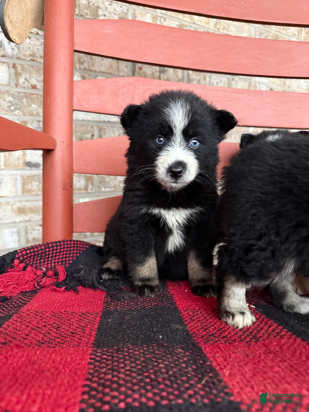 Pomsky dogs for sale: Panda - Ad 2