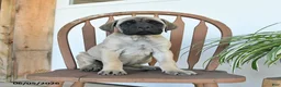 English Mastiff dogs for sale: Charity - Ad 5