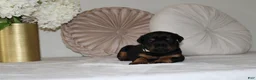 Doberman Pinscher dogs for sale: Cali - Ad 2