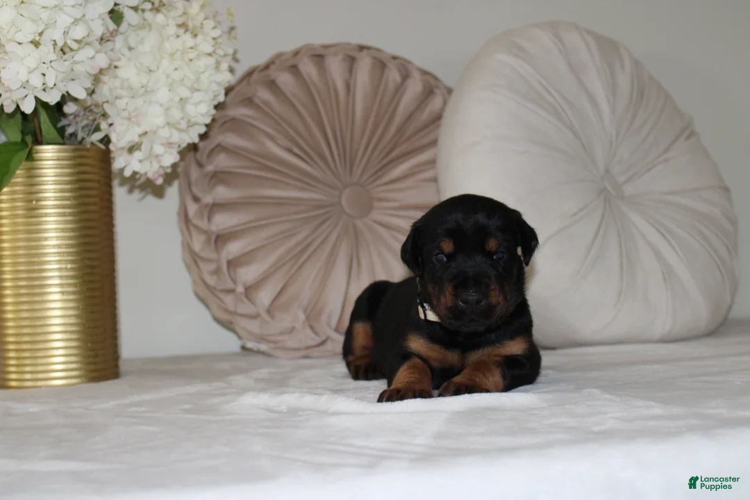 Doberman Pinscher dogs for sale: Cali - Ad 2