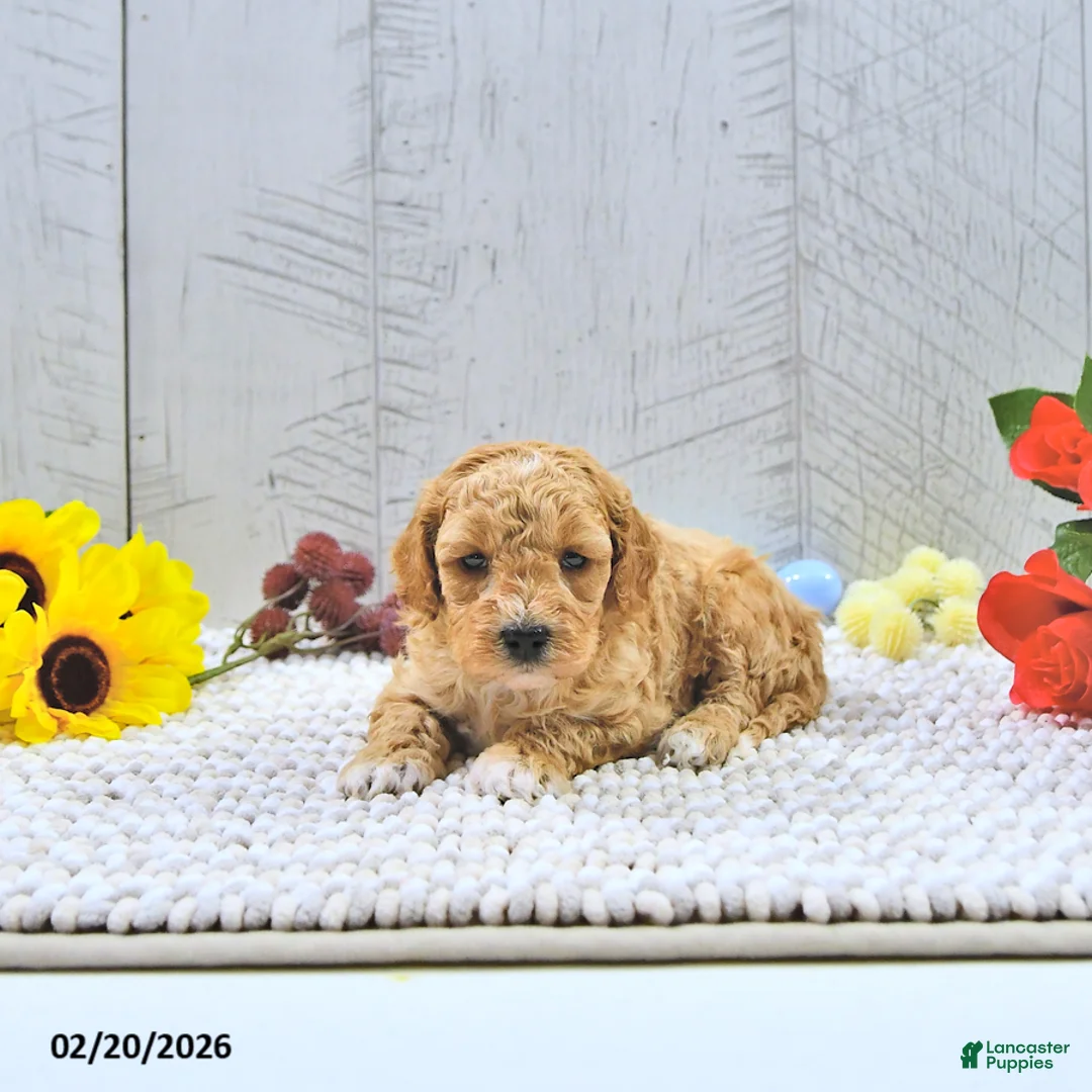 Mini Goldendoodle dogs for sale: Beau - Ad 3
