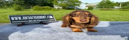 Miniature Dachshund dogs for sale: Russian AKC boy - Ad 7