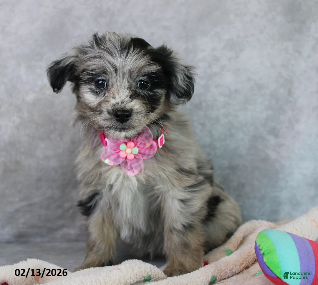 Mini Aussiedoodle dogs for sale: Brandy - Ad 1