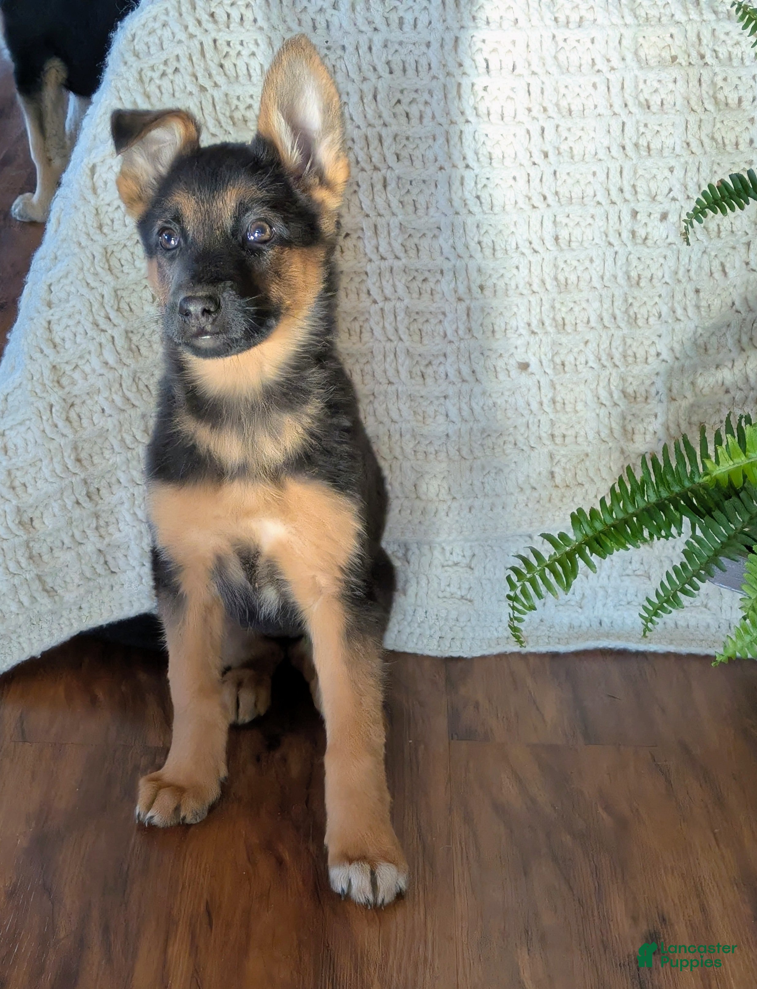 German Shepherd dogs Ruby - Ad 40