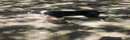 Border Collie dogs for sale: Elfrank (Call-Text) - Ad 5