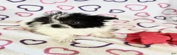 Maltipom dogs for sale: Maltipom 2 - Ad 2