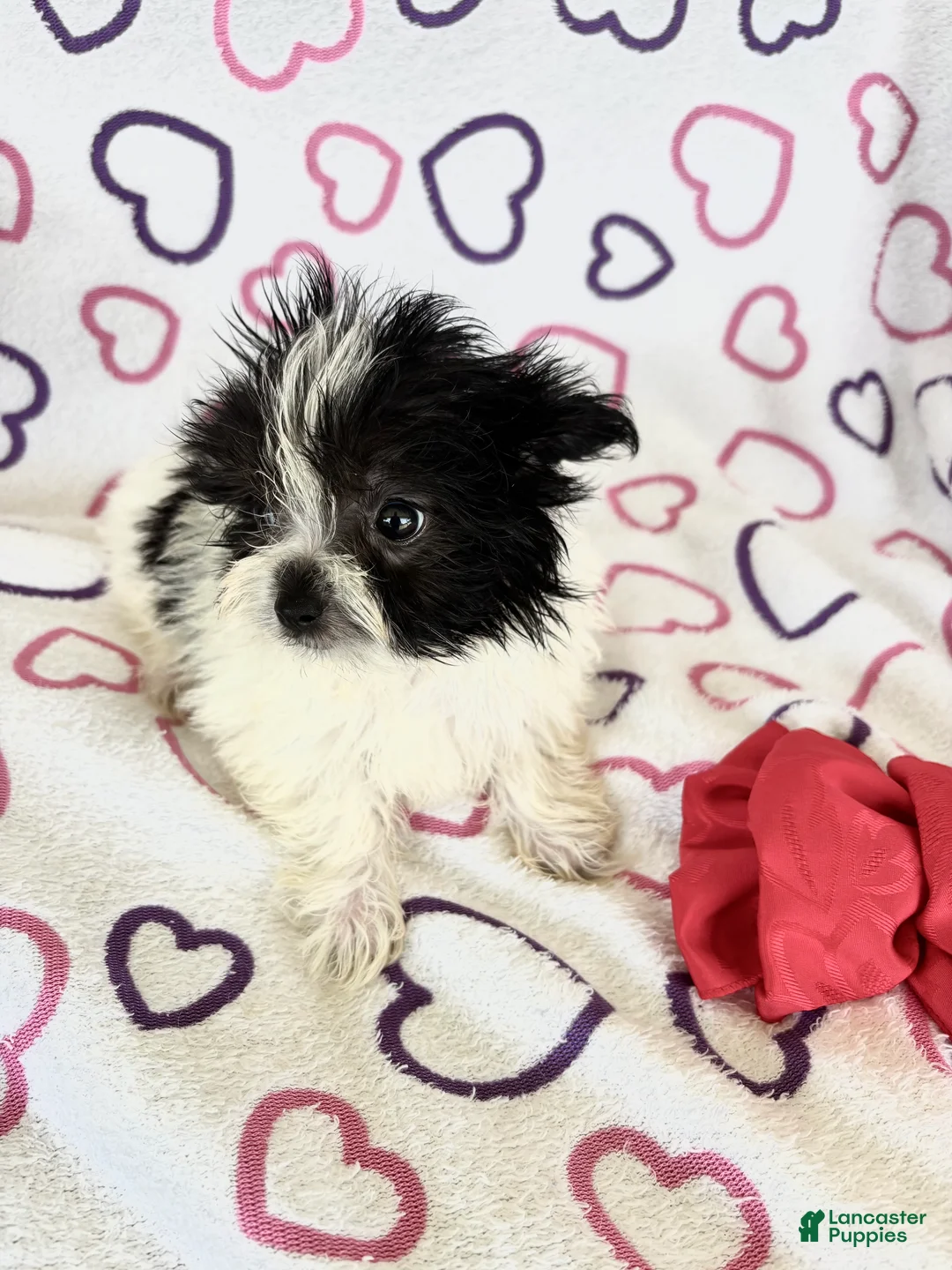 Maltipom dogs for sale: Maltipom 2 - Ad 2