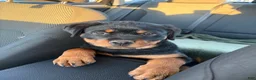 Rottweiler dogs for sale: Zara - Ad 3