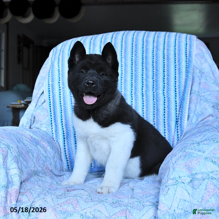 Akita dogs Sharon - Ad 1