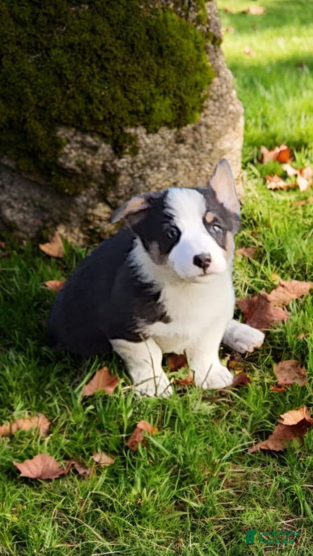 Welsh Corgi Pembroke dogs for sale: Arnie Bluie - Ad 24