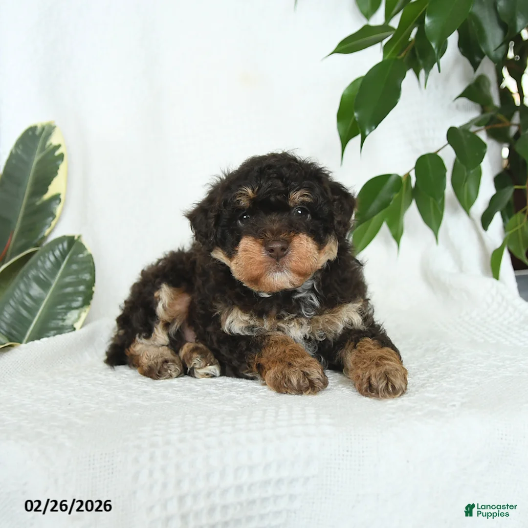 Miniature Poodle dogs for sale: Sage - Ad 4