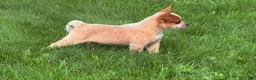 Australian Cattle Dog dogs for sale: Simon Jr. - Ad 3