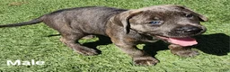 Mixed Breed dogs for sale: Mixed Breed 4 - Ad 4