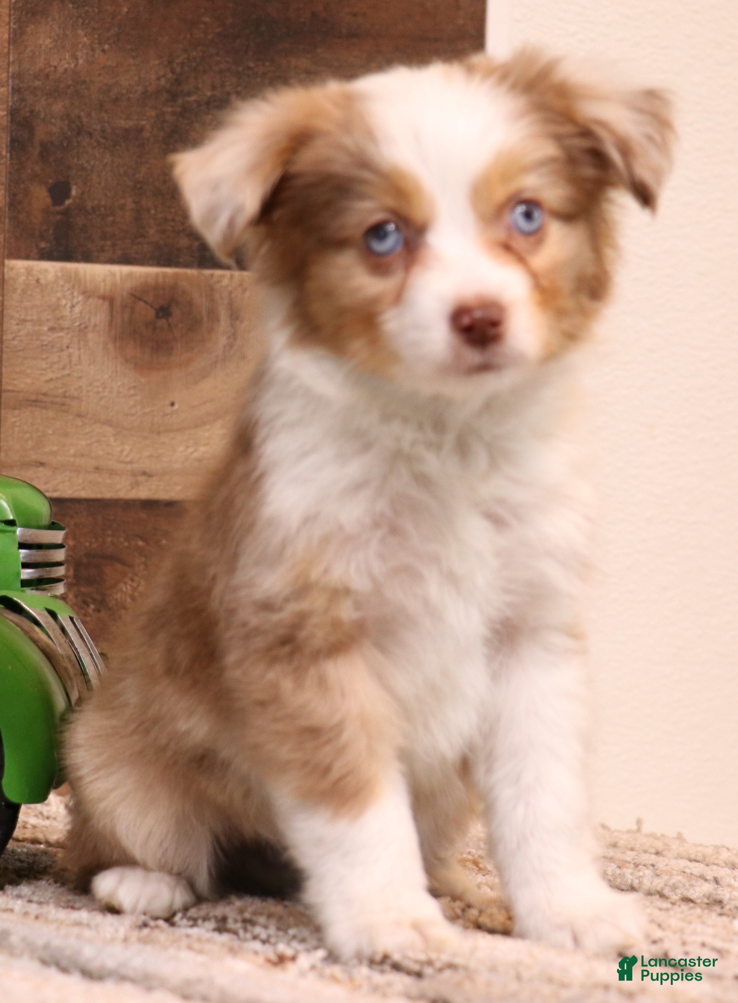 Toy Australian Shepherd dogs Cliff red merle - Ad 2