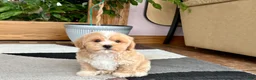Mixed Breed dogs for sale: Lhatese boy 1 - Ad 10