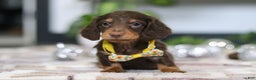 Miniature Dachshund dogs for sale: Alex - Ad 7