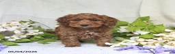 Cockapoo dogs for sale: Joey - Ad 3