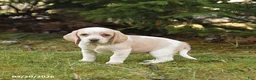 Beagle dogs for sale: Beauty - Ad 1