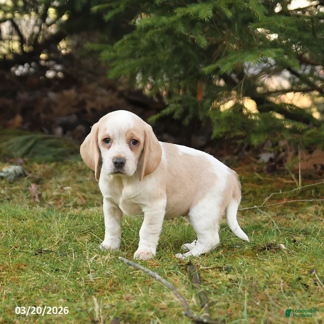 Beagle dogs for sale: Beauty - Ad 1