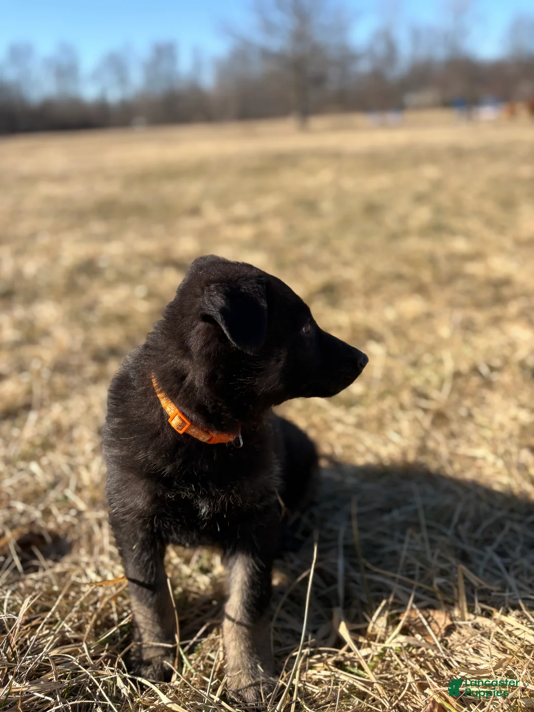 German Shepherd dogs for sale: Orange Collar Male 12-30 - Ad 2