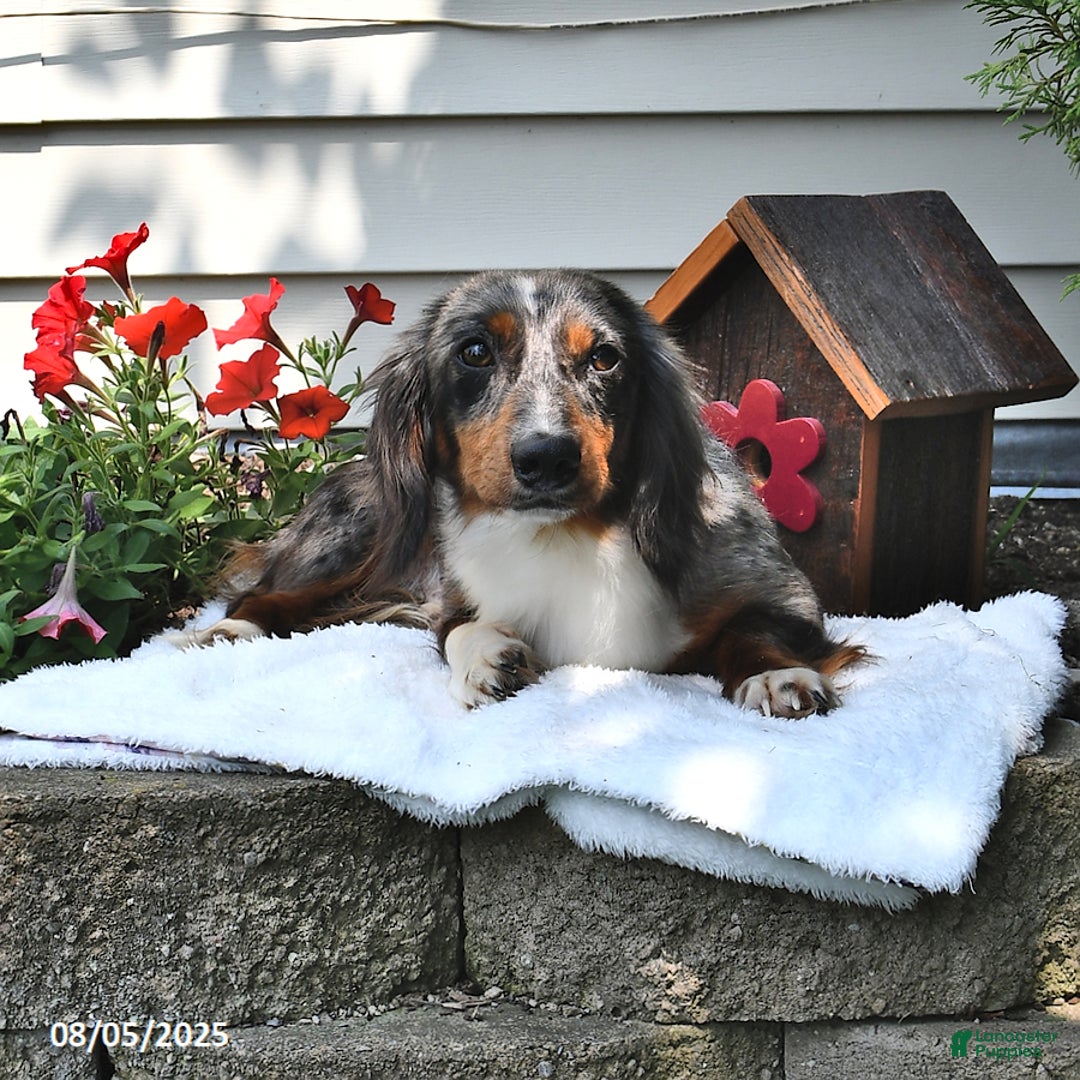 Miniature Dachshund dogs for sale: Millie - Ad 7