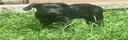 Cane Corso dogs for sale: Cain AKC red collar - Ad 3