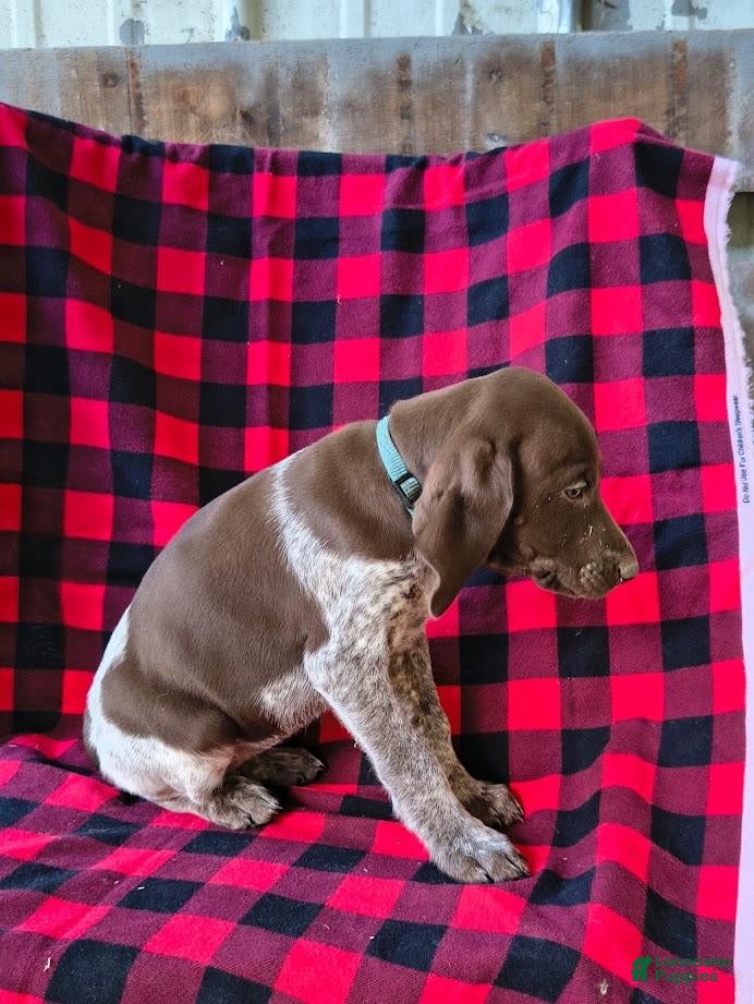 German Shorthaired Pointer dogs Jasmine - Ad 2