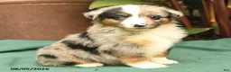 Miniature Australian Shepherd dogs for sale: Rascal - Ad 3