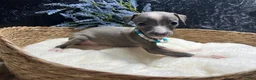 Italian Greyhound dogs for sale: Italian Greyhound 2 - Ad 3