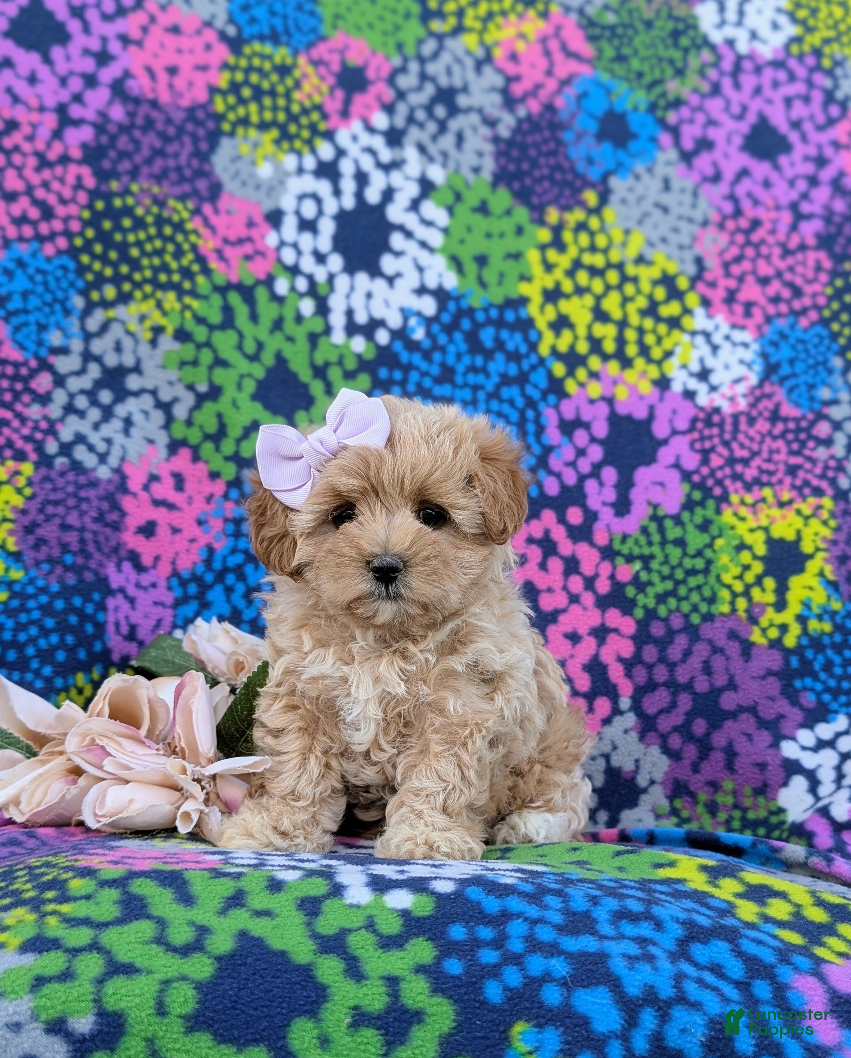 Maltipoo dogs Tiffany 9 lbs Full Grown - Ad 1