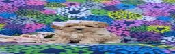 Maltipoo dogs for sale: Tiffany 9 lbs Full Grown - Ad 1