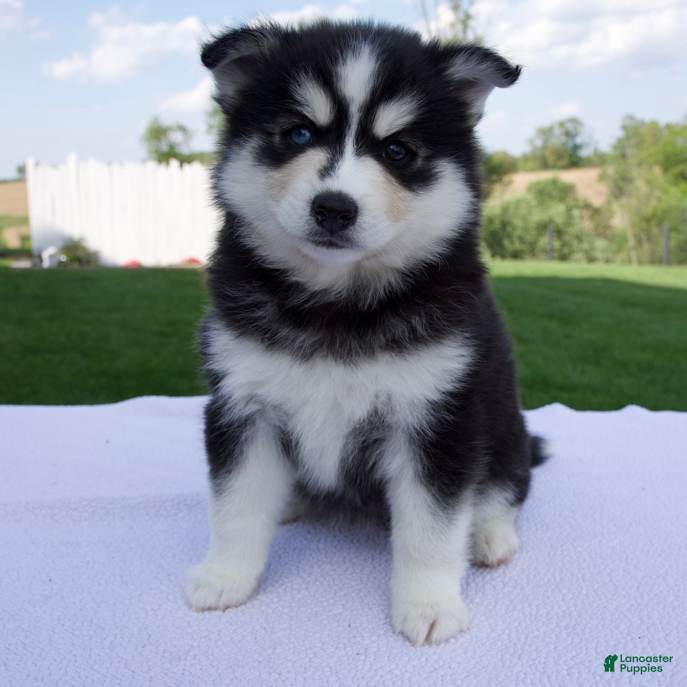 Pomsky dogs Sophie - Ad 1