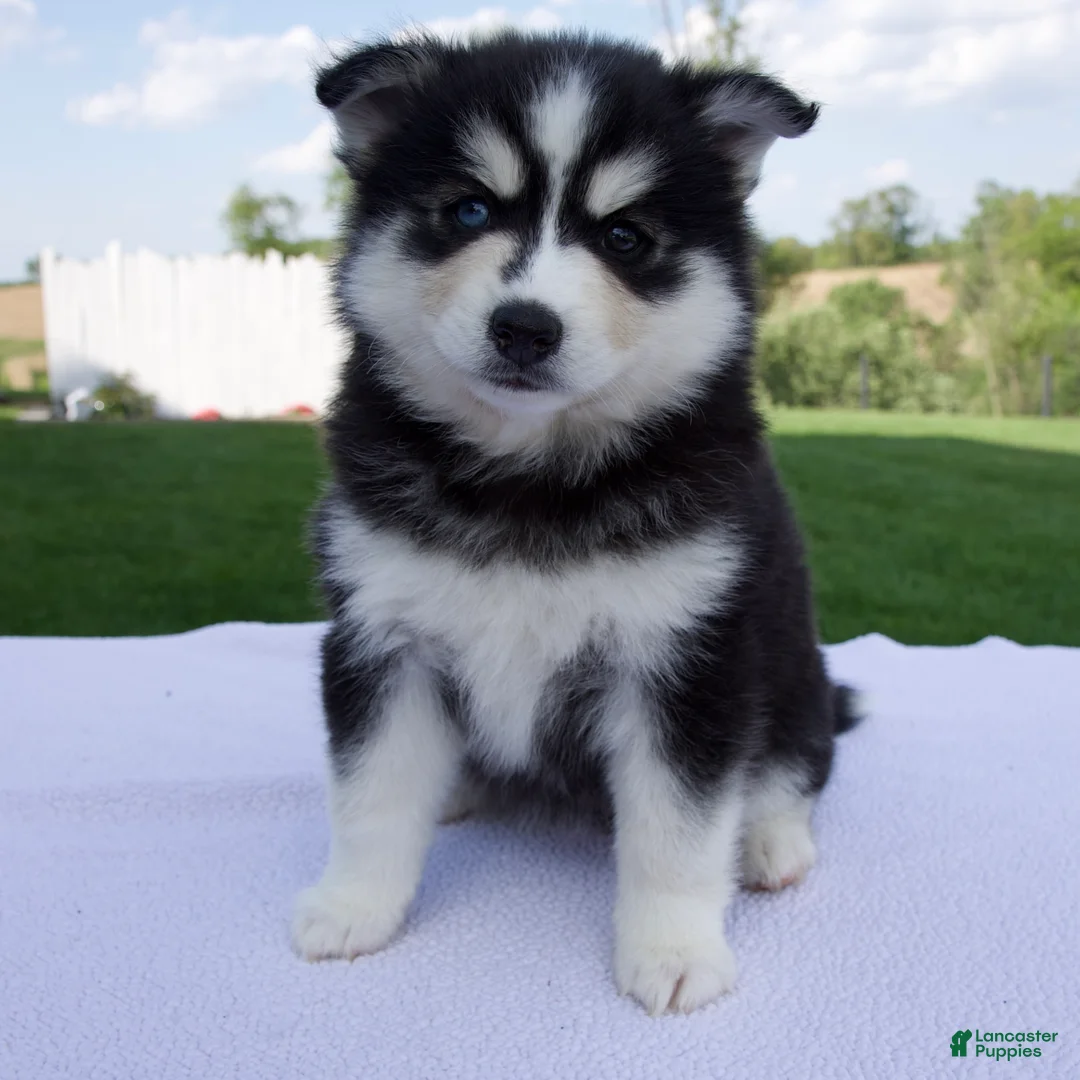 Pomsky dogs for sale: Sophie - Ad 1