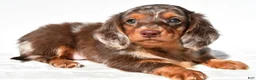 Dachshund dogs for sale: Toby - Ad 7
