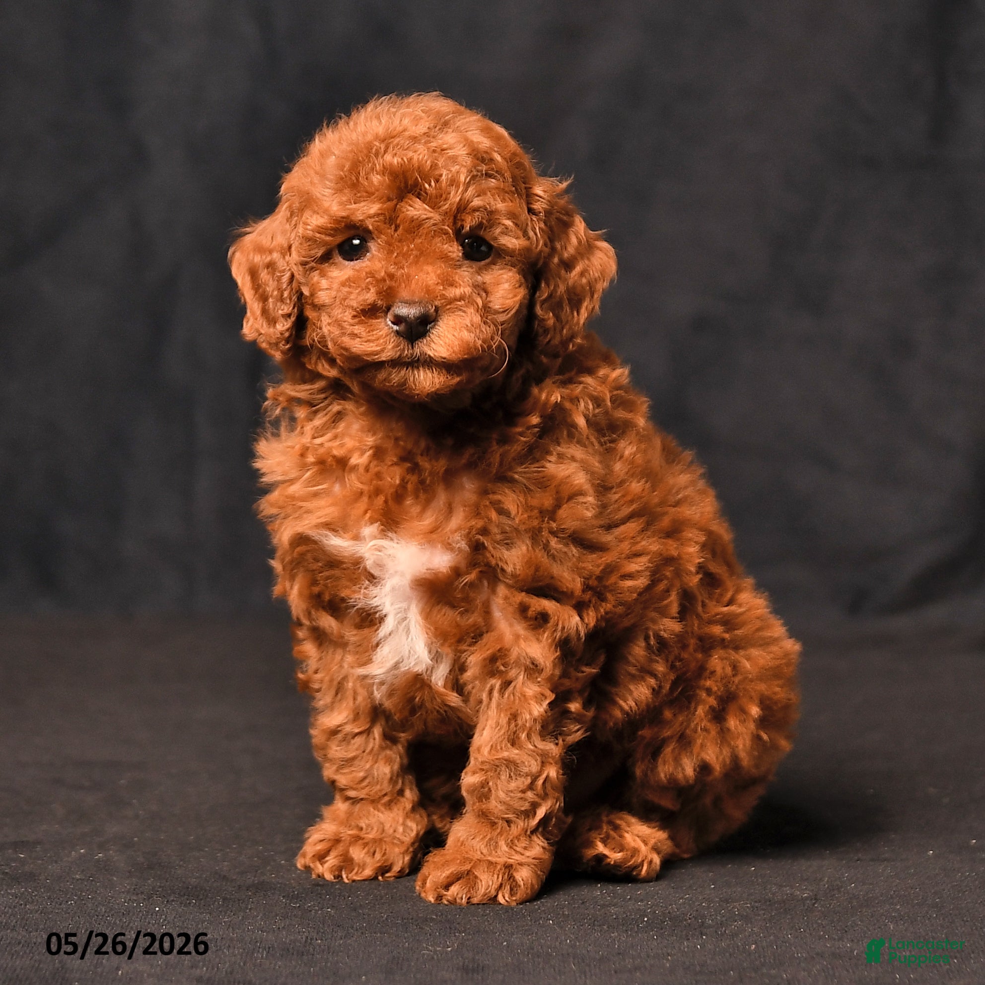Toy Poodle dogs Beauty - Ad 1