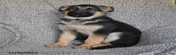 German Shepherd dogs for sale: Shannon - Ad 4